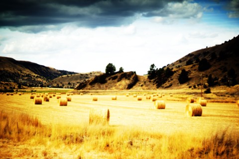Hay Bale roles in Golden Landscape,,