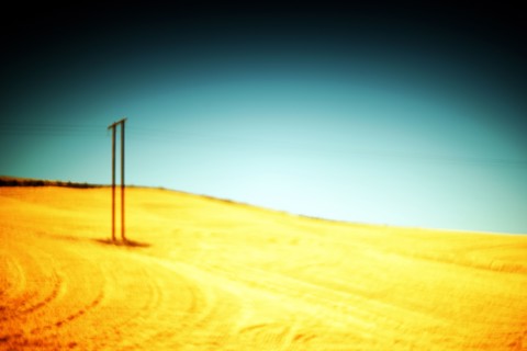 Utility Poles in Golden Agricultural Landscape, Painterly Effect,