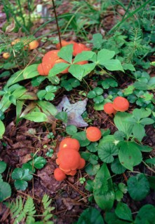 Red Mushrooms on Forest Floor,,