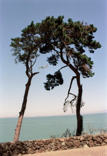 Airplane viewed between Two Trees,,