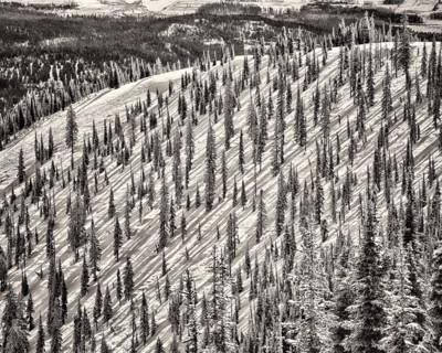 Mountain Slope with Evergreen Trees, Whitefish,