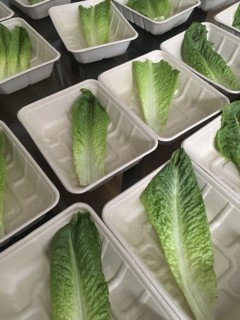 Lettuce Leaves in Paper Trays,,