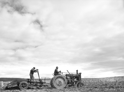Tractor-Drawn Potato Digger at work on Farm near Caribou, Maine