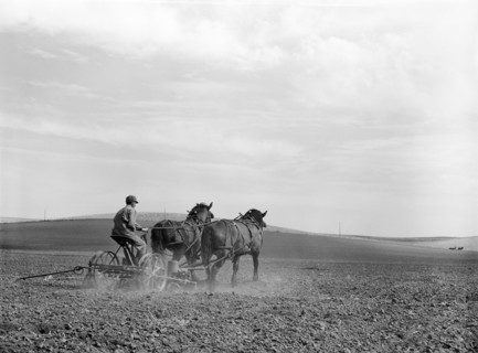 Farmer planting Corn, Monona County