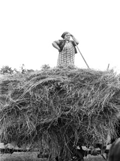 Farm Wife helping to load Hay, Door County