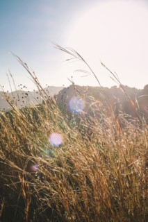 Tall golden grasses in Afternoon Sun,