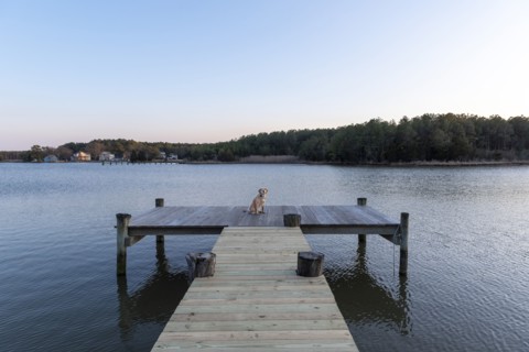 Dog on Dock