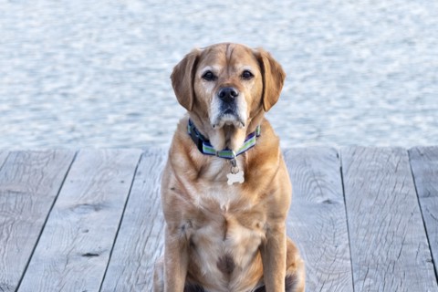 Close-up of Dog on Dock