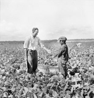 Nine-year-old Boy receiving twenty-cents for Hamper of Beans he picked for Contract Farmer