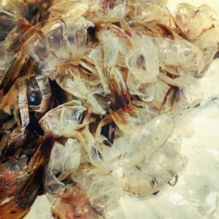 Shrimp Shells