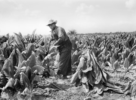 farmer, tobacco, agriculture, occupations, historical,