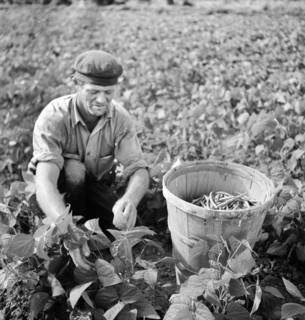 man, occupations, farmer, agriculture, historical,