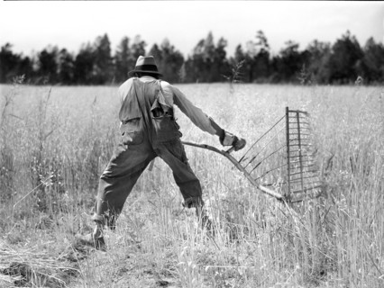 Farmer harvesting Wheat with Cradle