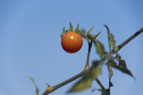 Baby Red Tomato on Vine