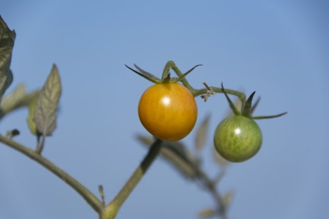 Baby Yellow and Green Tomatoes