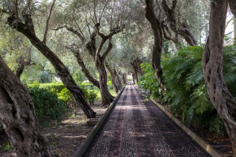 Public Garden Pathway lined with leaning Trees