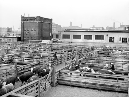 Buyer looking over cattle. Union Stock Yards