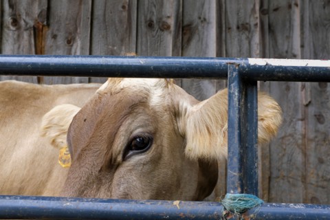 Cow looking through Fence