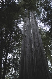 Redwood Trees