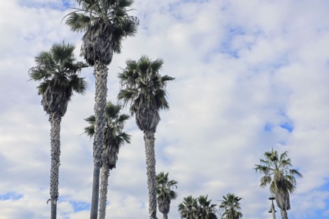 Palms Trees and Cloudy Sky