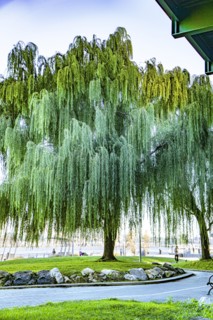 Weeping Willow Tree