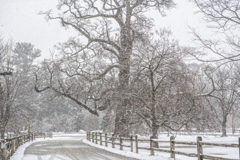 Winter Landscape