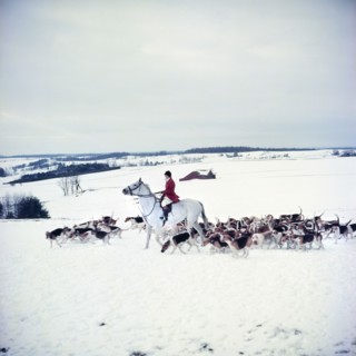 Fox Hunt