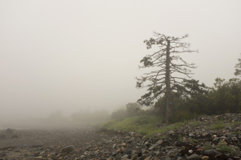 Fog surrounding Dying Evergreen Tree at Beach