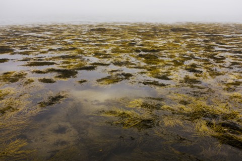 Floating Seaweed at Low Tide