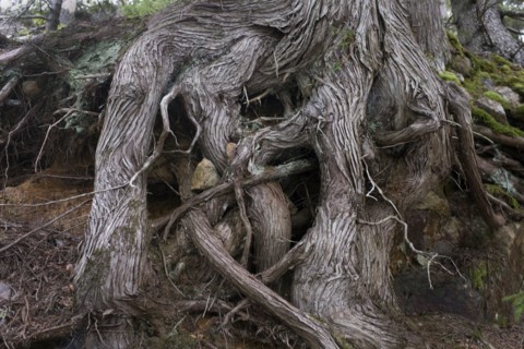 Gnarled Tree Trunk and Roots