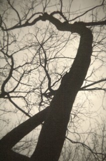 Low Angle View of Tree Silhouette with no Leaves