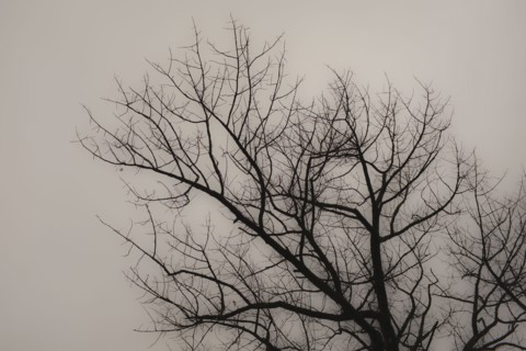 Silhouette of Bare Tree Branches against Cloudy Sky