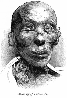 Mummy of Tutmes II (Thutmose II)