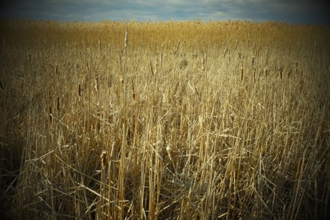 Field of Marsh Grass