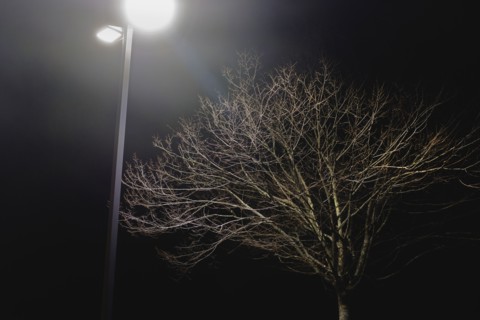 Bare Tree and Street Light at Night