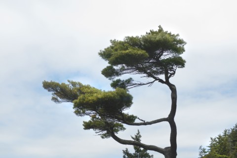 Pine Tree against Cloudy Sky