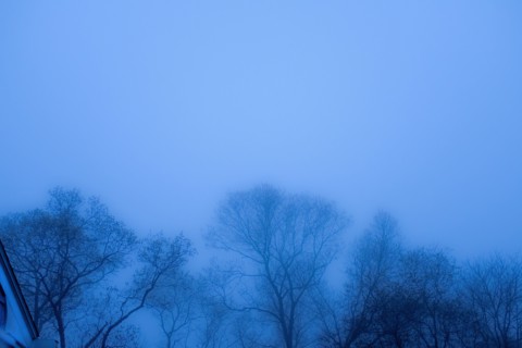 Silhouette of Bare Oak Trees at Dusk