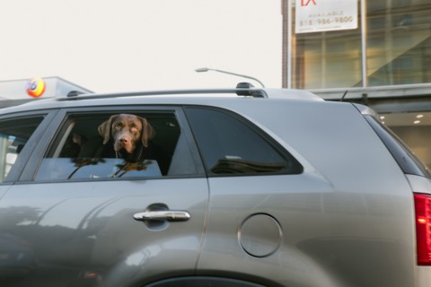 Dog looking out Window from Backseat of Car