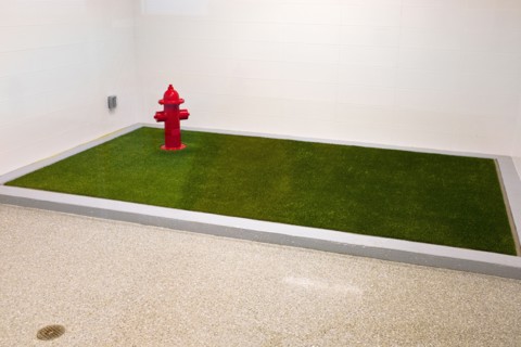 Designated Public Pet Relief Area with Artificial Grass and Fire Hydrant