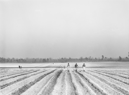 Agricultural workers planting corn on large farm near Moncks Corner