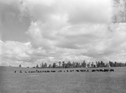 Driving cattle