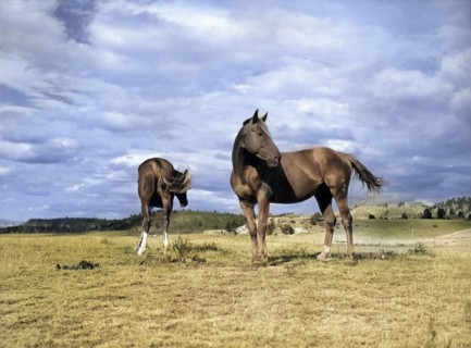 Two ranch horses on grazing land near Lame Deer, Montana, USA, Marion Post Wolcott, U.S. Farm