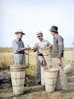 Pea pickers getting slip as they check in hampers of peas, Canyon County, Idaho, USA, Russell Lee,