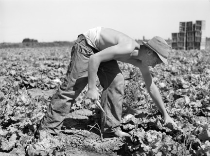 Teen boy cutting lettuce in field, Canyon County, Idaho, USA, Russell Lee, U.S. Farm Security