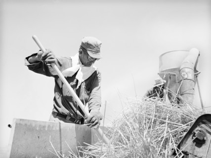 Agricultural worker at hay chopper, the Casa Grande Valley Farms, Pinal County, Arizona, USA,