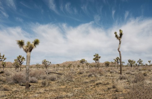Valley of Joshua trees against dramatic blue sky and clouds, Joshua Tree National Park, California,
