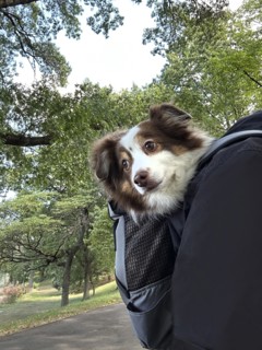 Toy Australian Shepherd being carried in backpack in park