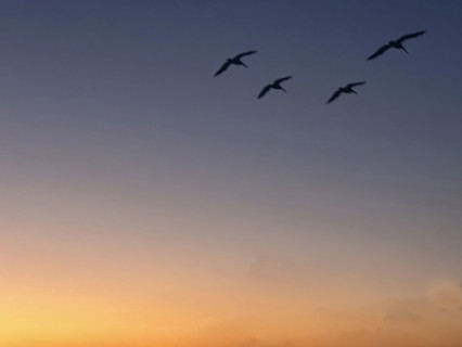 Pelicans in flight at sunrise