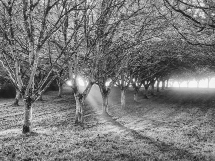 Morning sunlight streaming through walnut grove