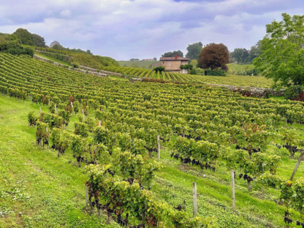 Lush vineyard, Saint-Emilion, France